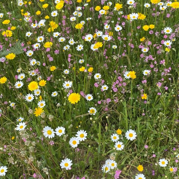 Flores